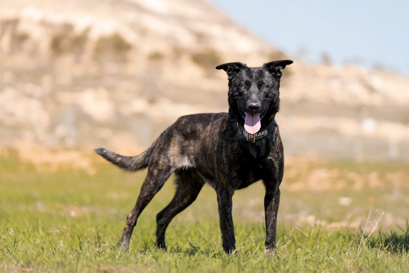 Belgian Malinois dog standing in grassy field, showcasing a playful demeanor and wearing an Israel Protection K9 collar.