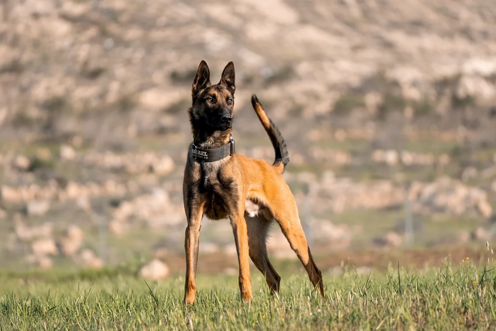 Belgian Malinois standing alert in grassy field, showcasing training and readiness, representing elite protection dogs sold by Israel Protection K9.