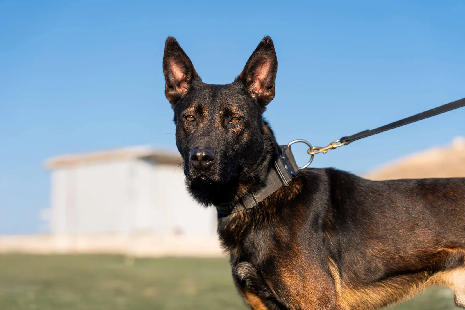 Belgian Malinois named Jager, showcasing strong features and attentive expression, with a leash attached, set against a clear blue sky.