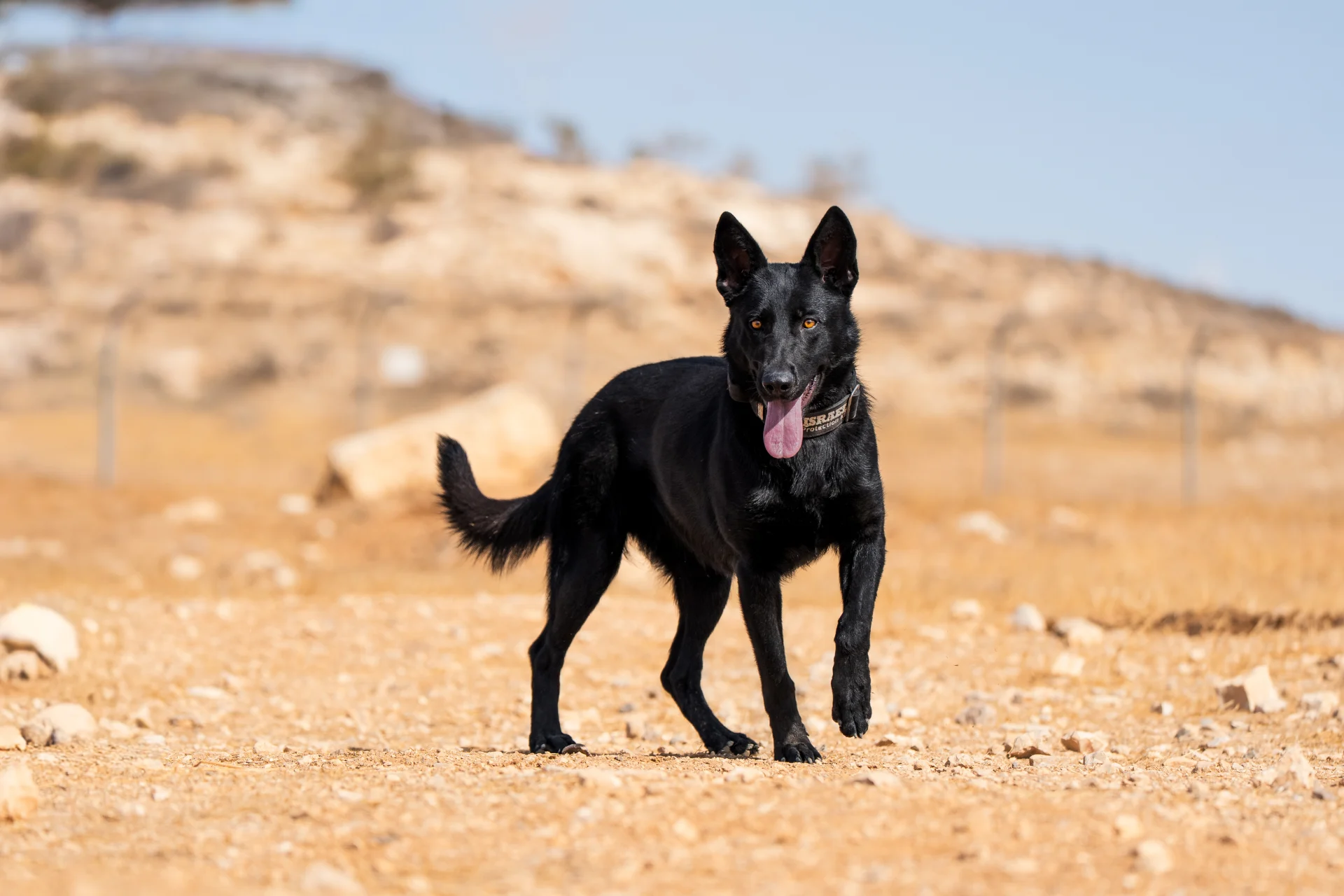 Black Belgian Malinois walking on rocky terrain, showcasing agility and alertness, representing personal protection dog traits for Israel Protection K9.