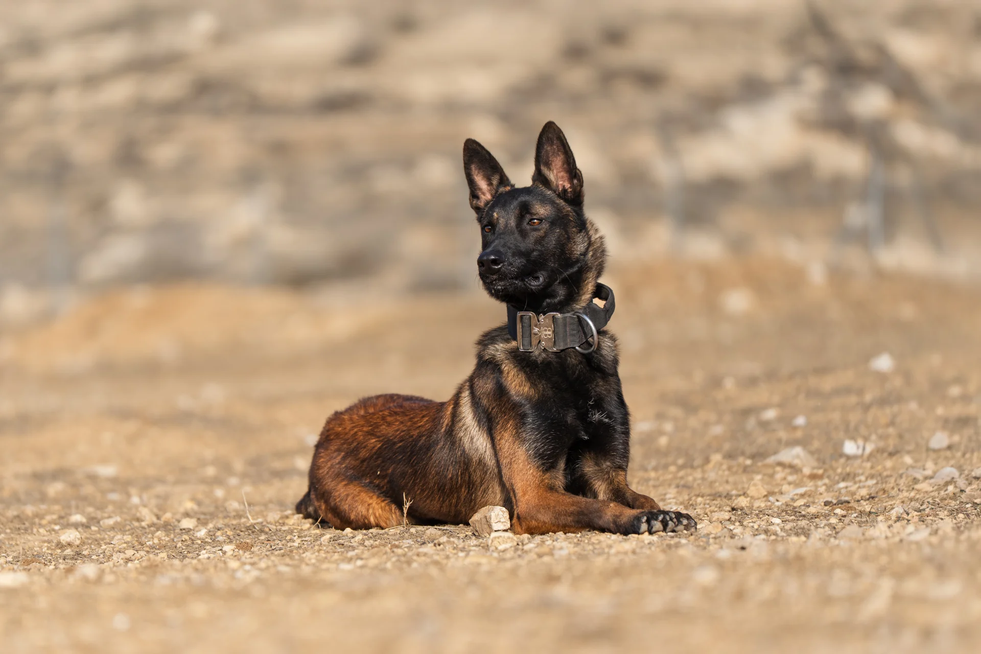 Belgian Malinois lying on the ground, showcasing alert posture and strong physique, relevant to protection dog training and behavior.
