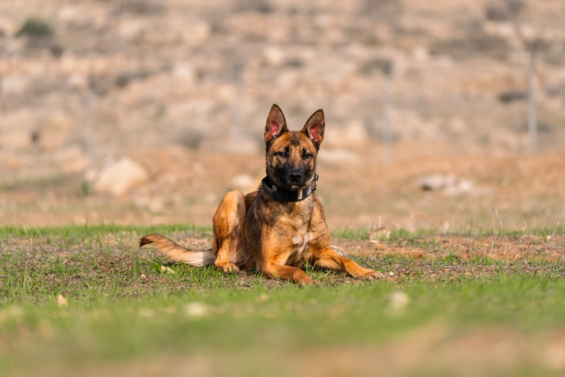 Dog lying on grass, showcasing a Belgian Malinois breed, often used in dog training for IGP and personal protection.
