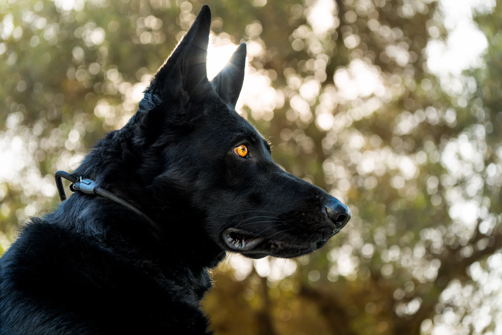 Black German Shepherd protection dog portrait for sale, Israel Protection K9.