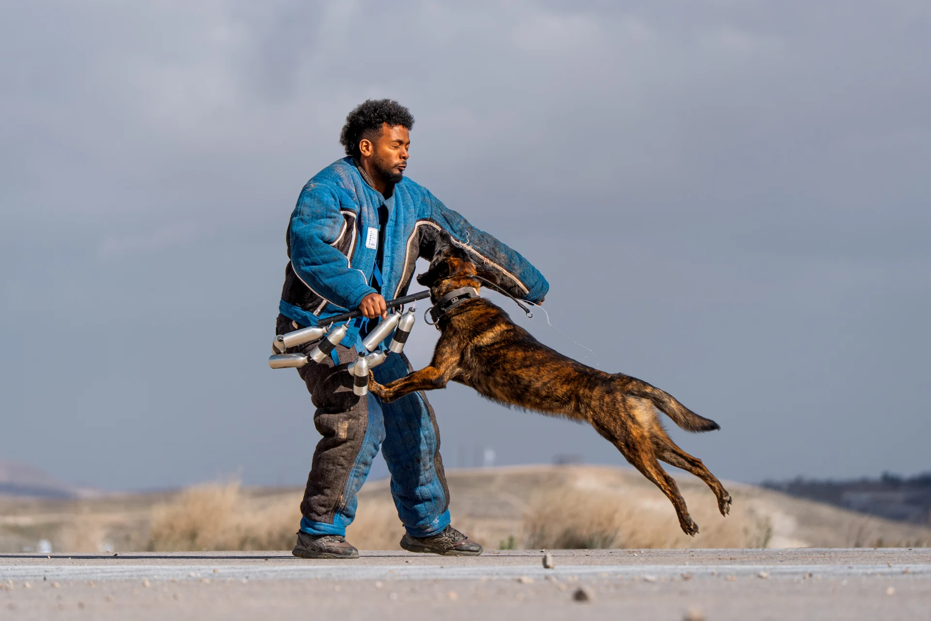 Dutch Shepherd undergoing bite work protection training with handler, demonstrating high drive and aggression.