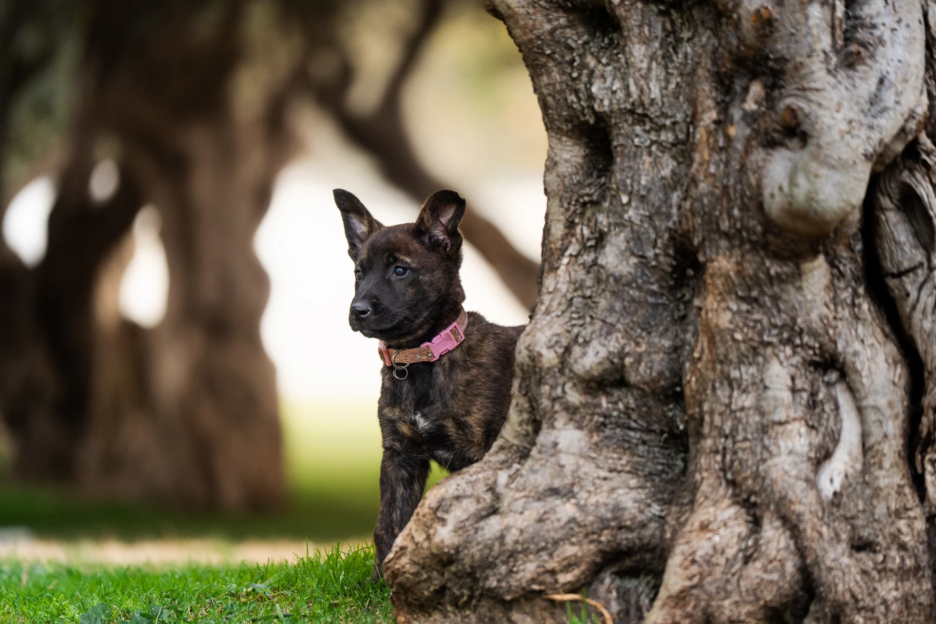 Dutch Shepherd puppy for sale, Israel Protection K9 protection dog genetics.