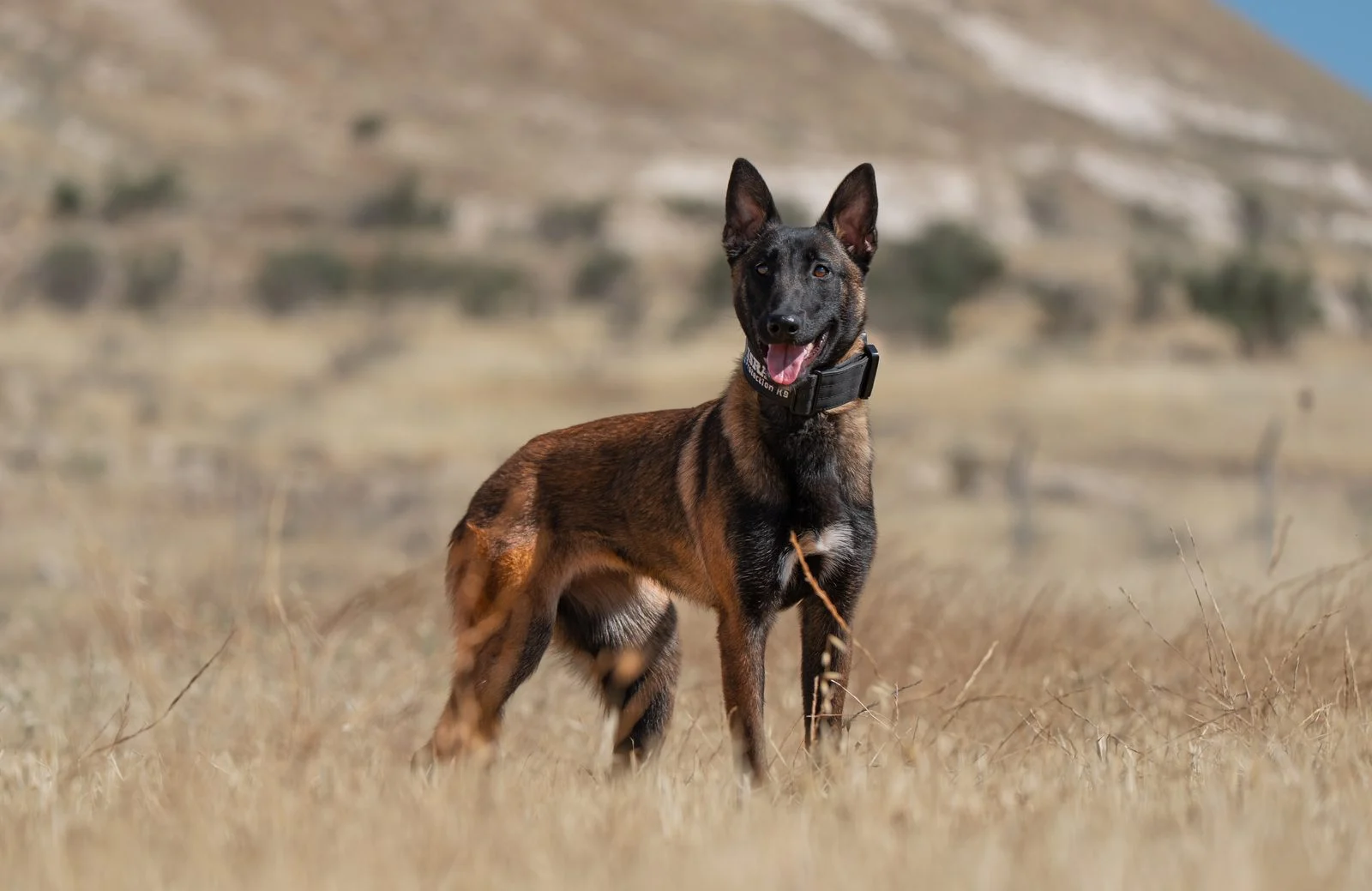Female Belgian Malinois Aisha, attentive and alert protection dog.