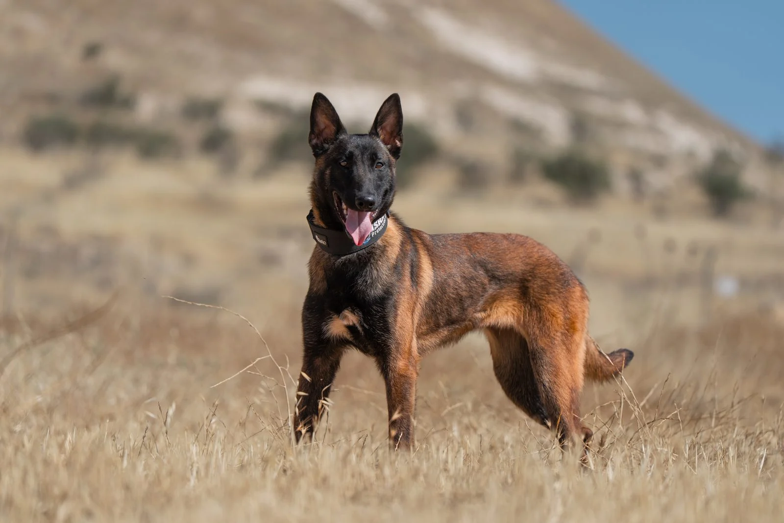 Aisha, female Belgian Malinois protection dog, alert and confident in a natural environment.