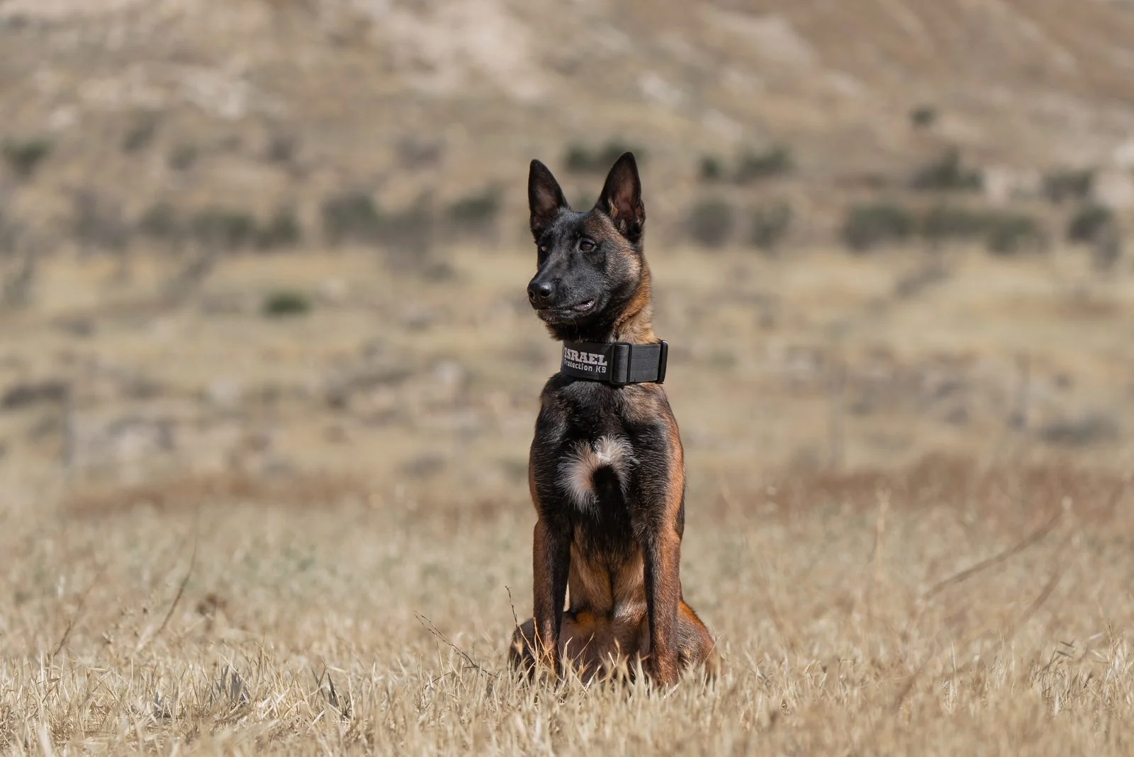 Aisha, female Belgian Malinois protection dog, alert and attentive in a field.