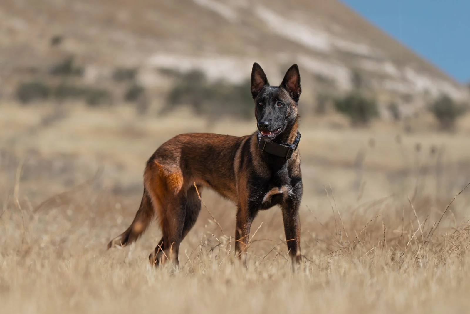 Aisha, female Belgian Malinois protection dog, alert and confident in a natural landscape.