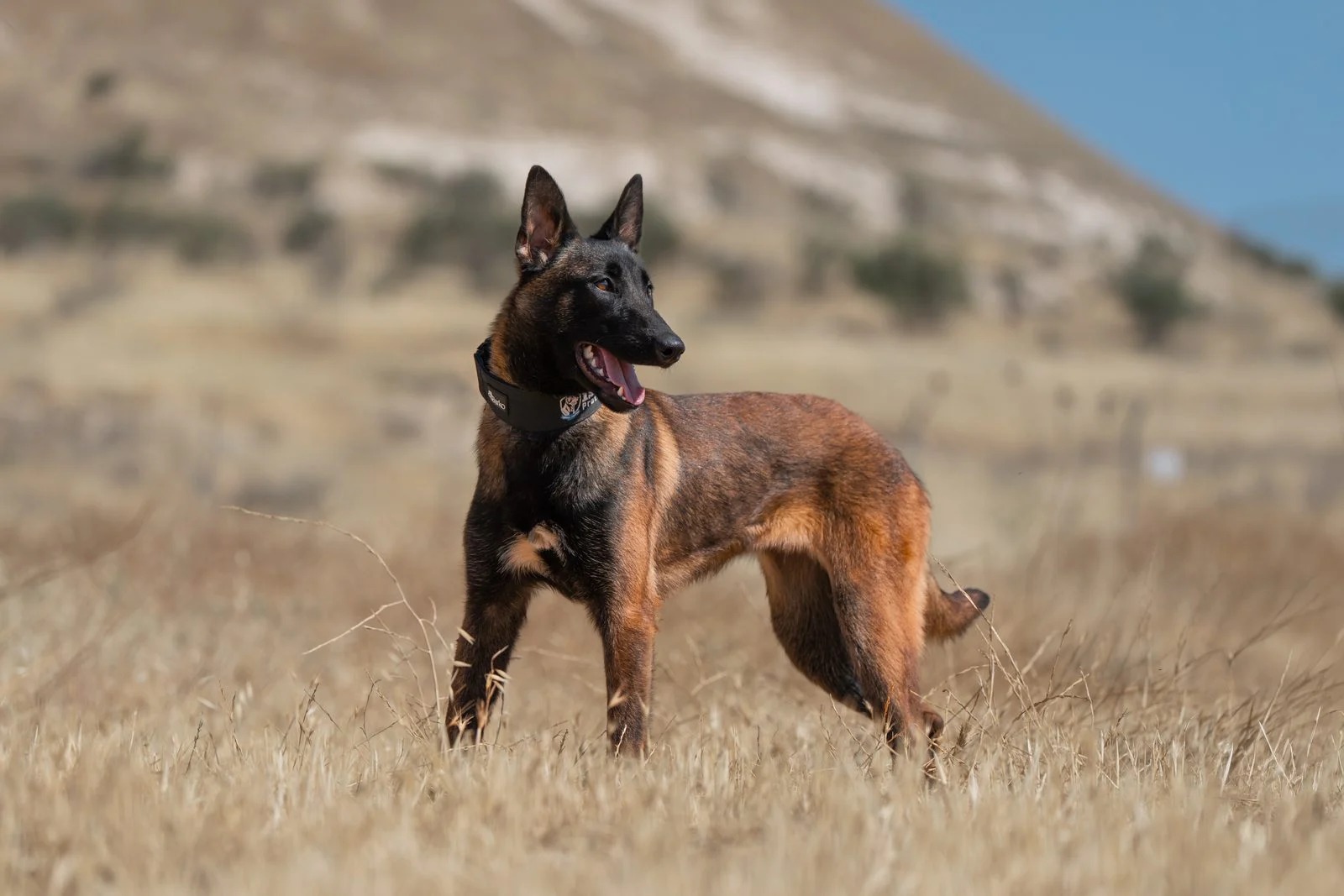 Aisha, female Belgian Malinois protection dog, alert and confident in a natural environment.