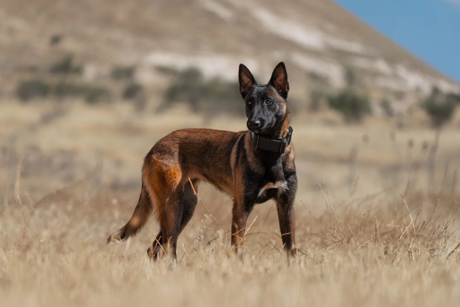 Aisha, female Belgian Malinois protection dog, confident and alert in a natural outdoor setting.