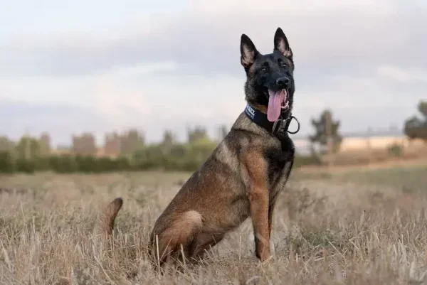 Highly trained Malinois protection dog with collar, Israel Protection K9.
