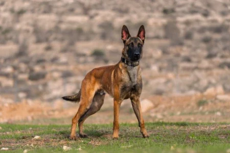 Belgian Malinois protection dog in natural environment, demonstrating precision and control.