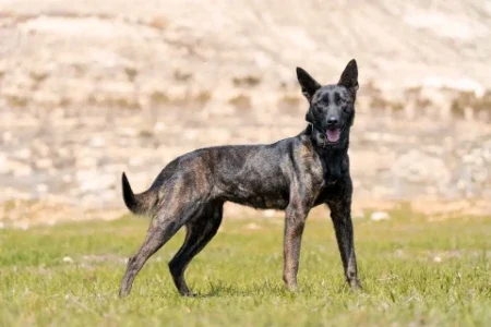 Belgian Malinois protection dog standing in grass, demonstrating precision and control.