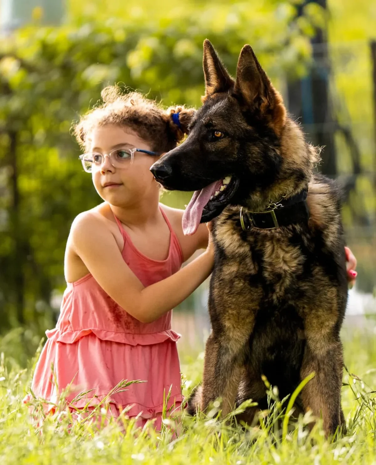 Young girl gently petting a German Shepherd protection dog, fostering trust and a secure family bond.
