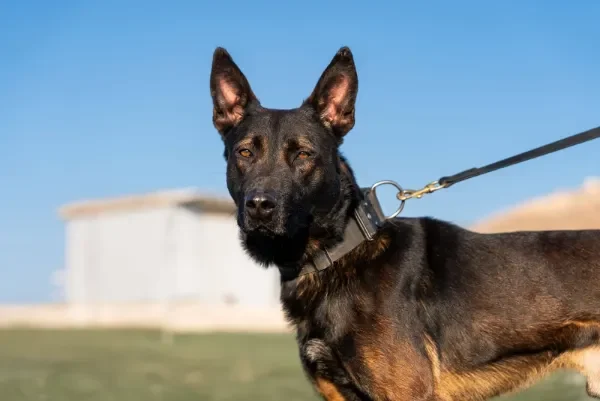 Highly trained Belgian Malinois protection dog on leash, Israel Protection K9.