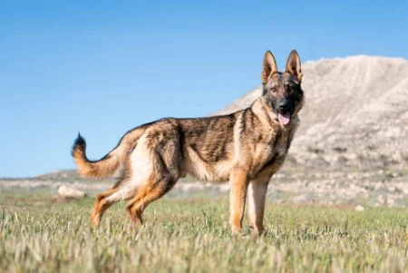German Shepherd protection dog displaying intelligence and controlled protective response.