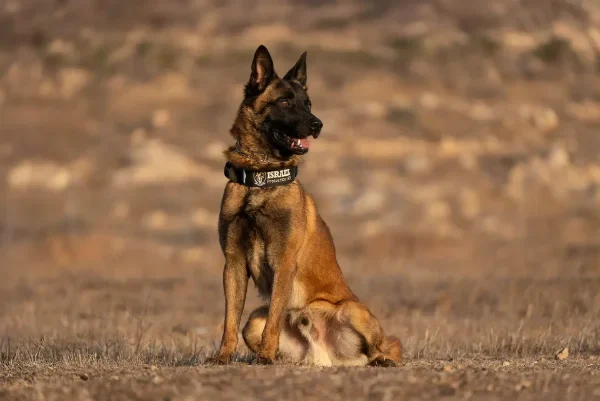 Highly trained Malinois protection dog from Israel Protection K9, attentive and disciplined.