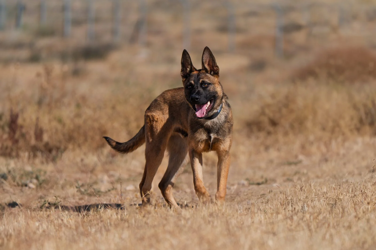 Byron, male Belgian Malinois protection dog, son of Jasper, in a natural outdoor setting