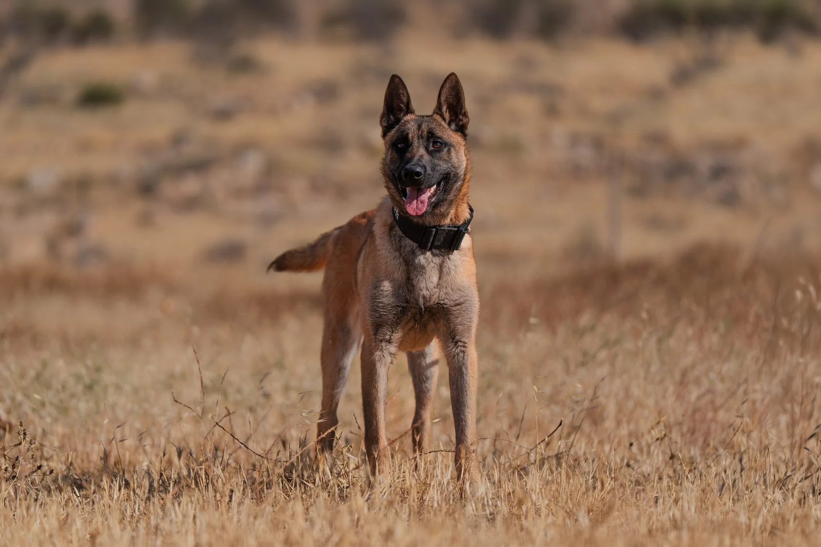 Belgian Malinois protection dog standing in dry grass, Israel Protection K9 canine guardian.