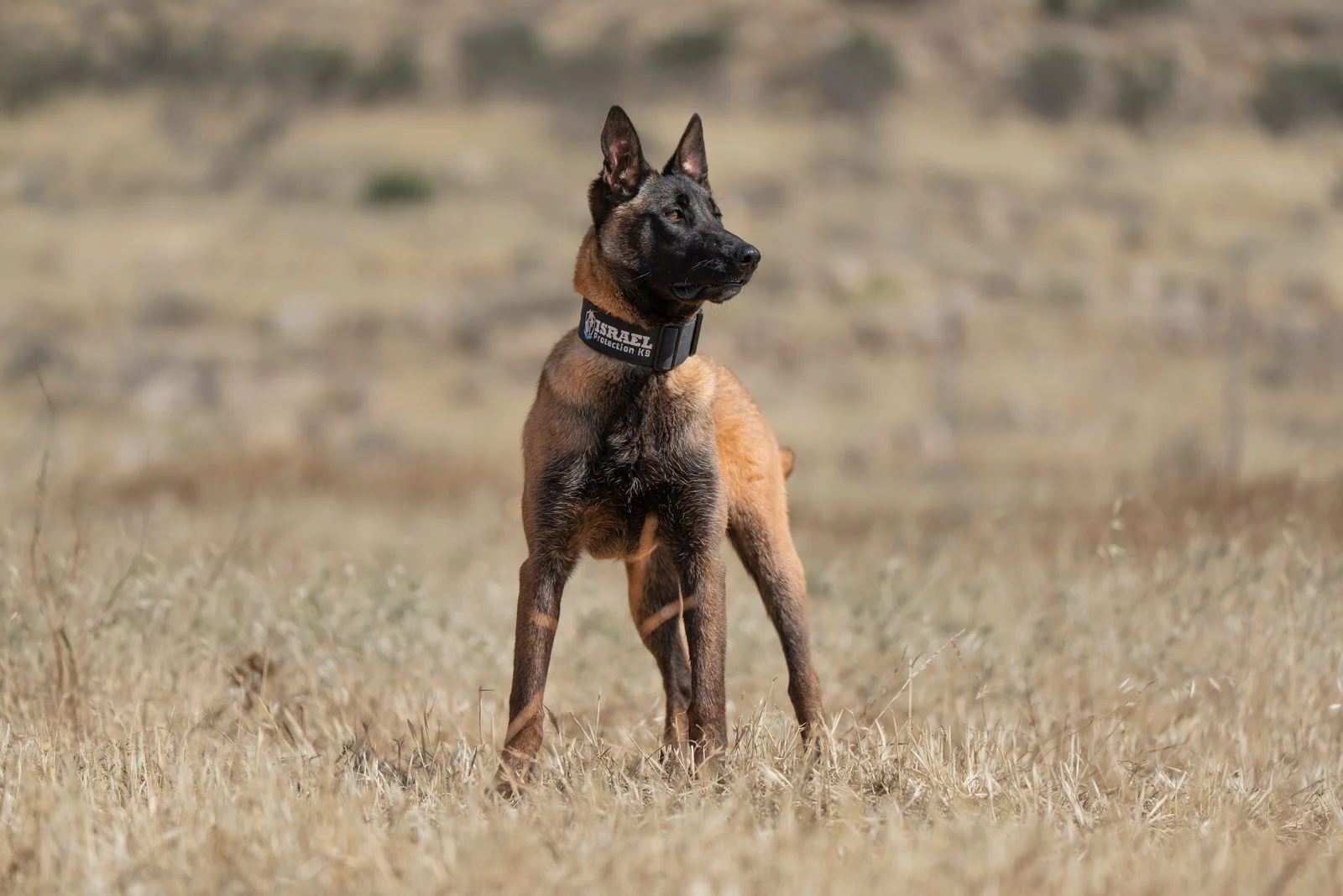 Female Belgian Malinois protection dog Sakura, Israel Protection K9, alert and attentive.