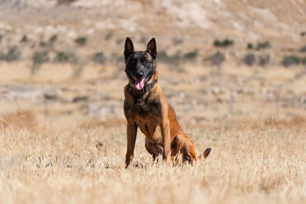 Large Belgian Malinois protection dog Max in a field, trained K9 for school security.