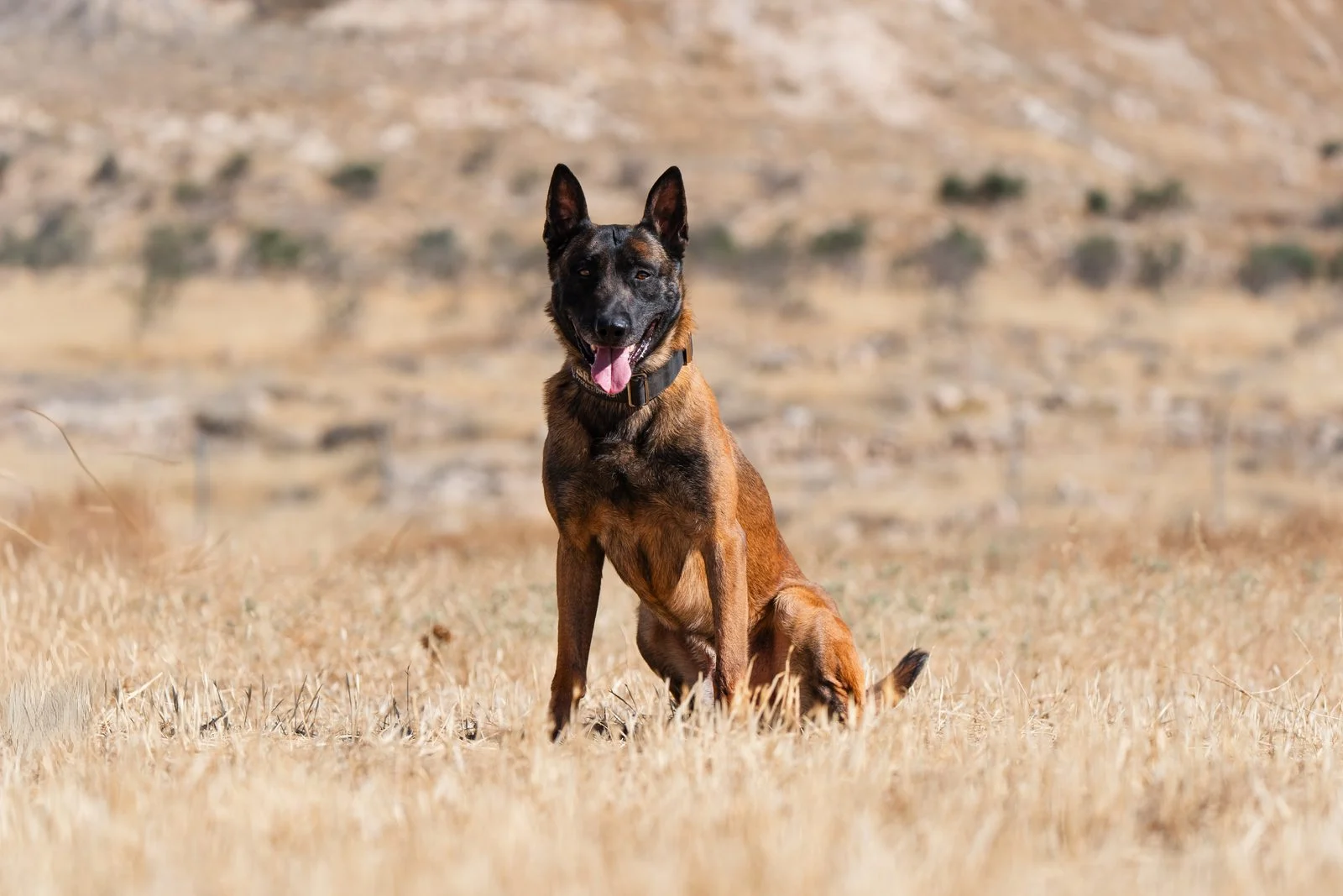 Belgian Malinois guard dog, Max, alert and attentive in a field.