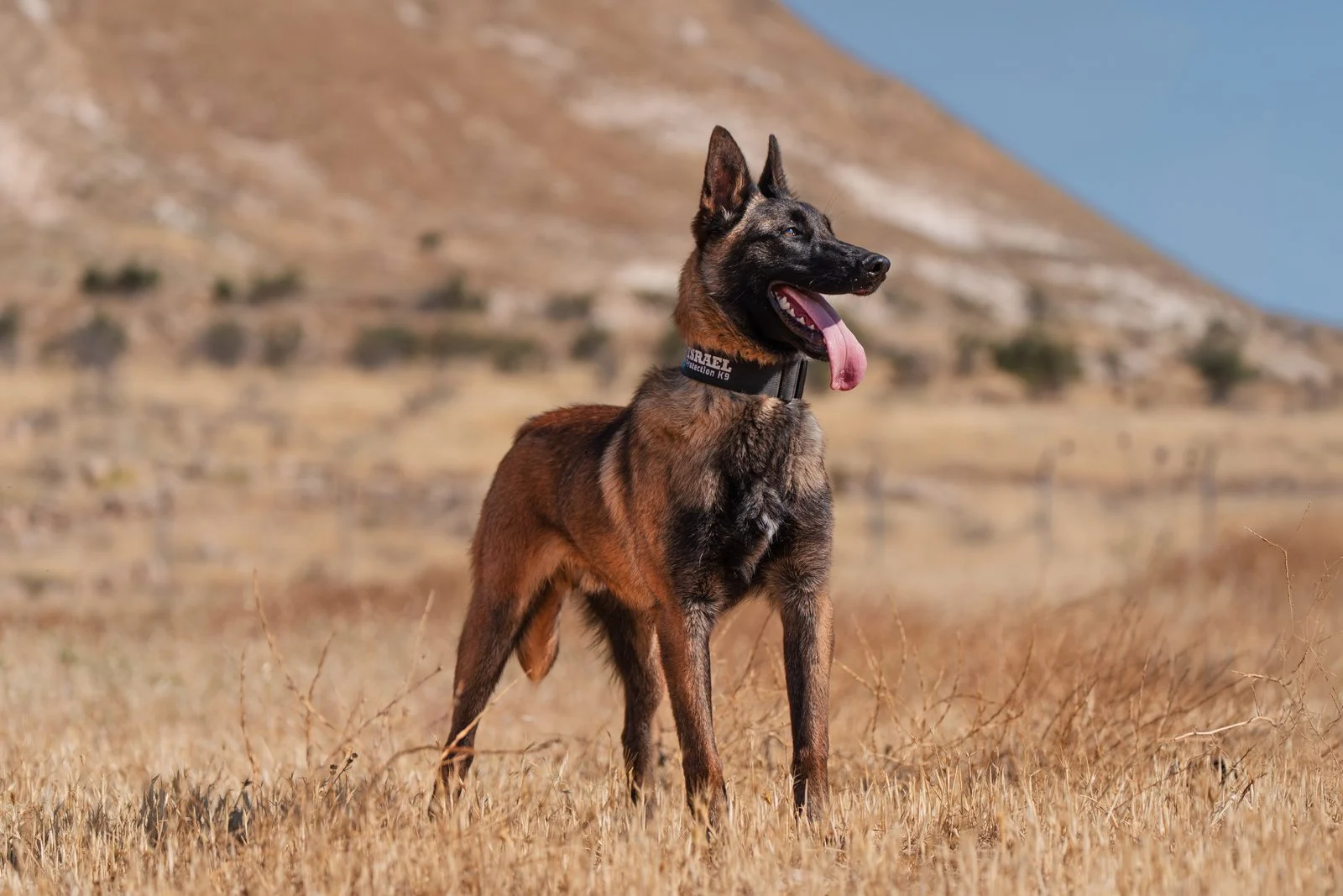 Belgian Malinois guard dog Ozai, Israel Protection K9, discerning with strangers and bonded to handler.