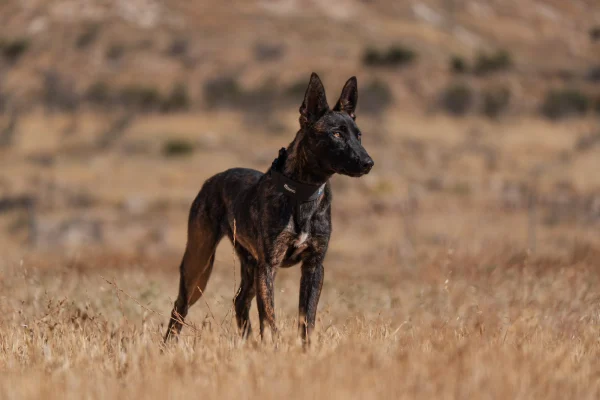 Belgian Malinois protection dog in field, Israel Protection K9 trained canine.