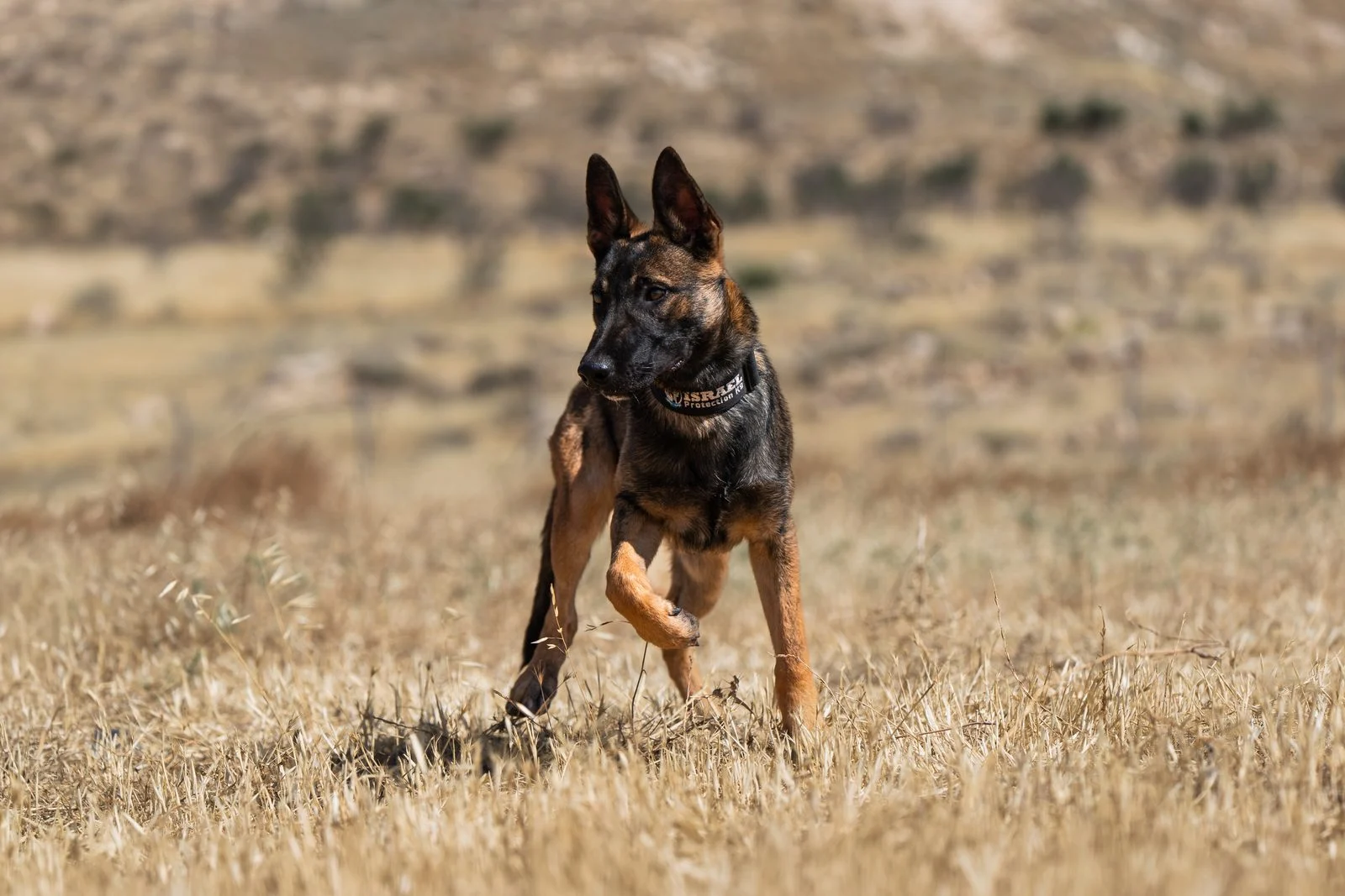 Tommy, a male Belgian Malinois protection dog running in a field, Israel Protection K9.