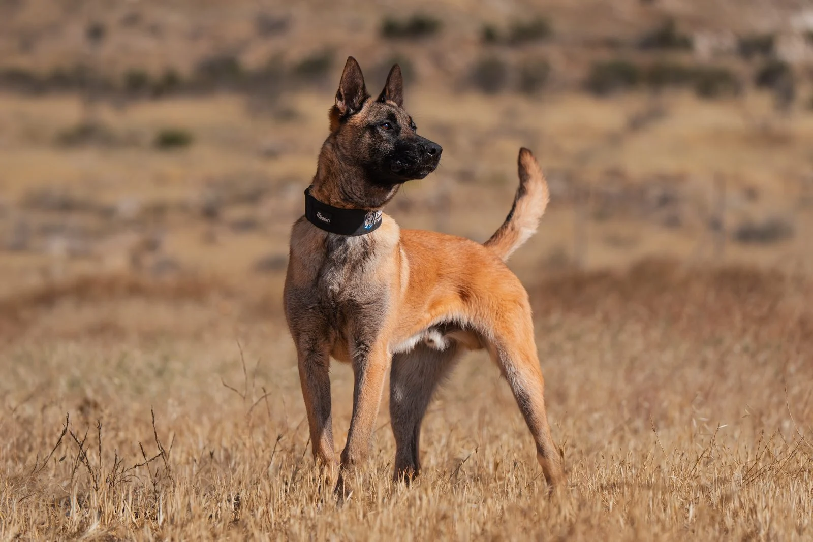 Eco, a trained Belgian Malinois protection dog for sale, standing alert in a field