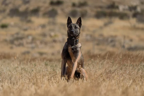 Female Belgian Malinois protection dog named Venom, alert and attentive in a field.