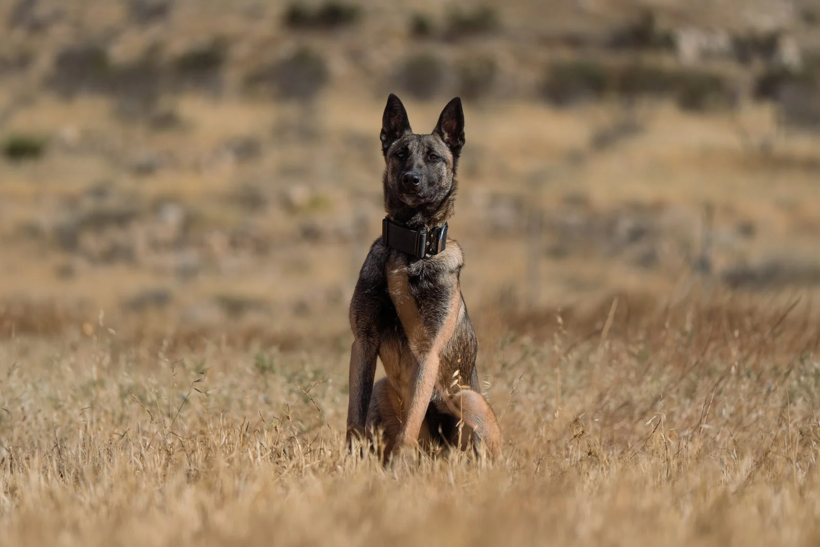 Belgian Malinois Protection Dog For Sale Venom