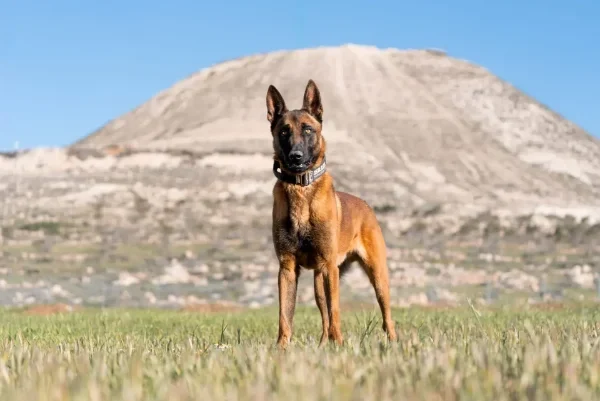 Belgian Malinois protection dog standing in a field, Israel Protection K9 training.