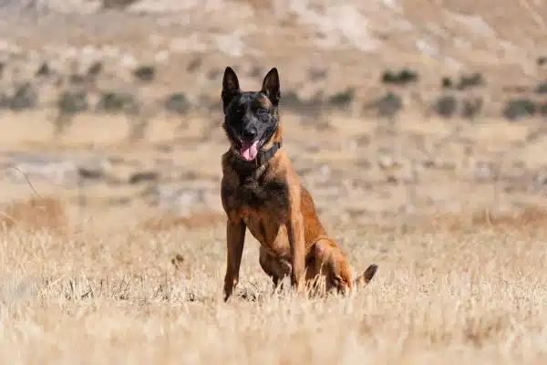Max, a Belgian Malinois, sitting in a dry grass field with tongue out and a rocky hillside behind him