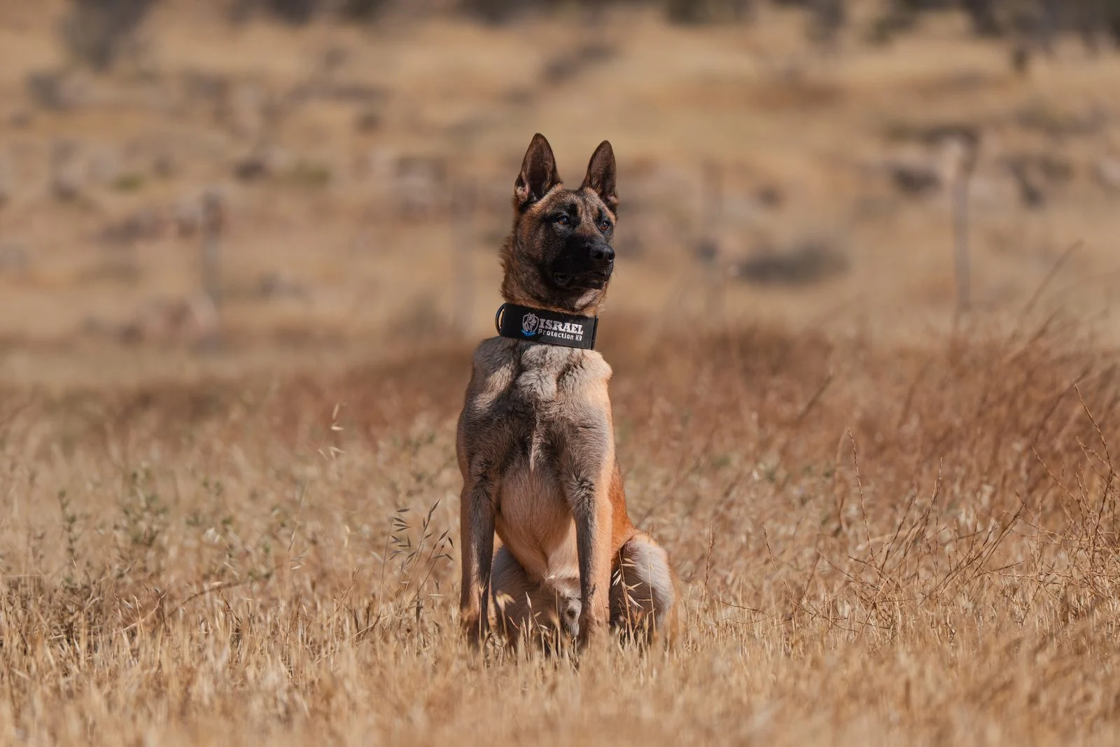 Eco, a trained Belgian Malinois protection dog, alert and attentive in a field.