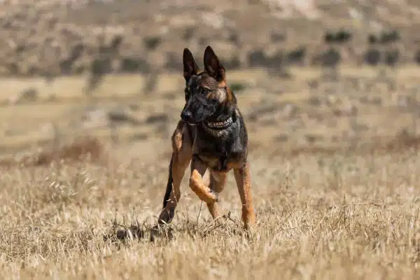 Tommy the Belgian Malinois trots through dry grass with one front paw raised, looking left