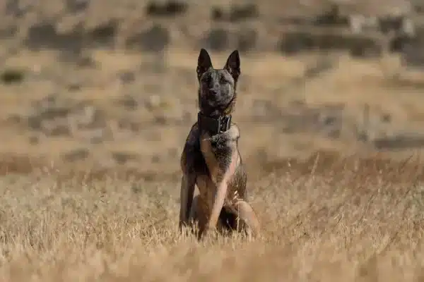 Venom, a dark sable Belgian Malinois in a wide tactical collar, sitting upright in tall dry grass