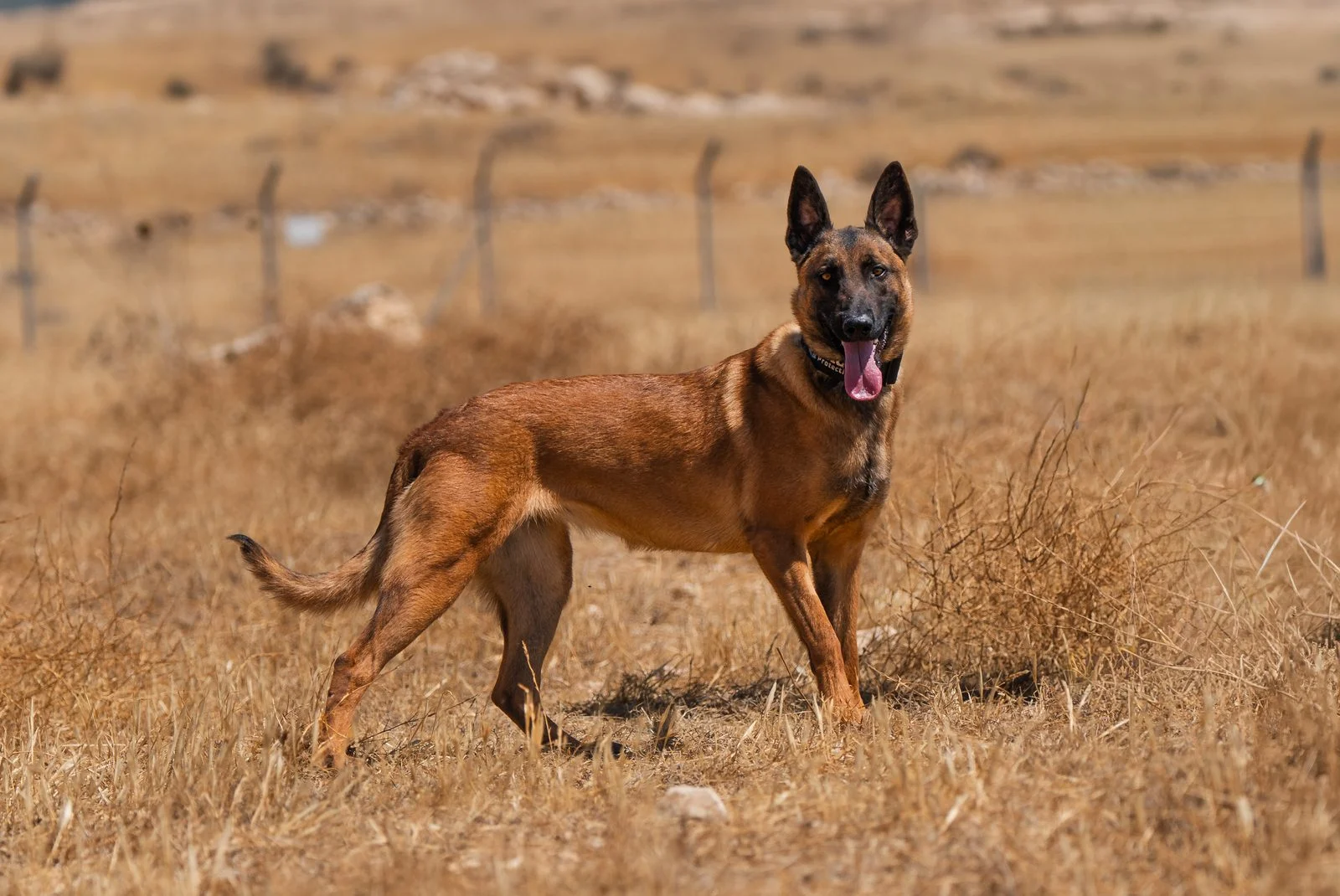 Belgian Malinois Guard Dog Rouge