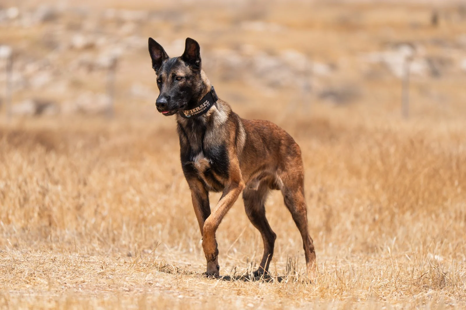 Belgian Malinois Guard Dog Zagan