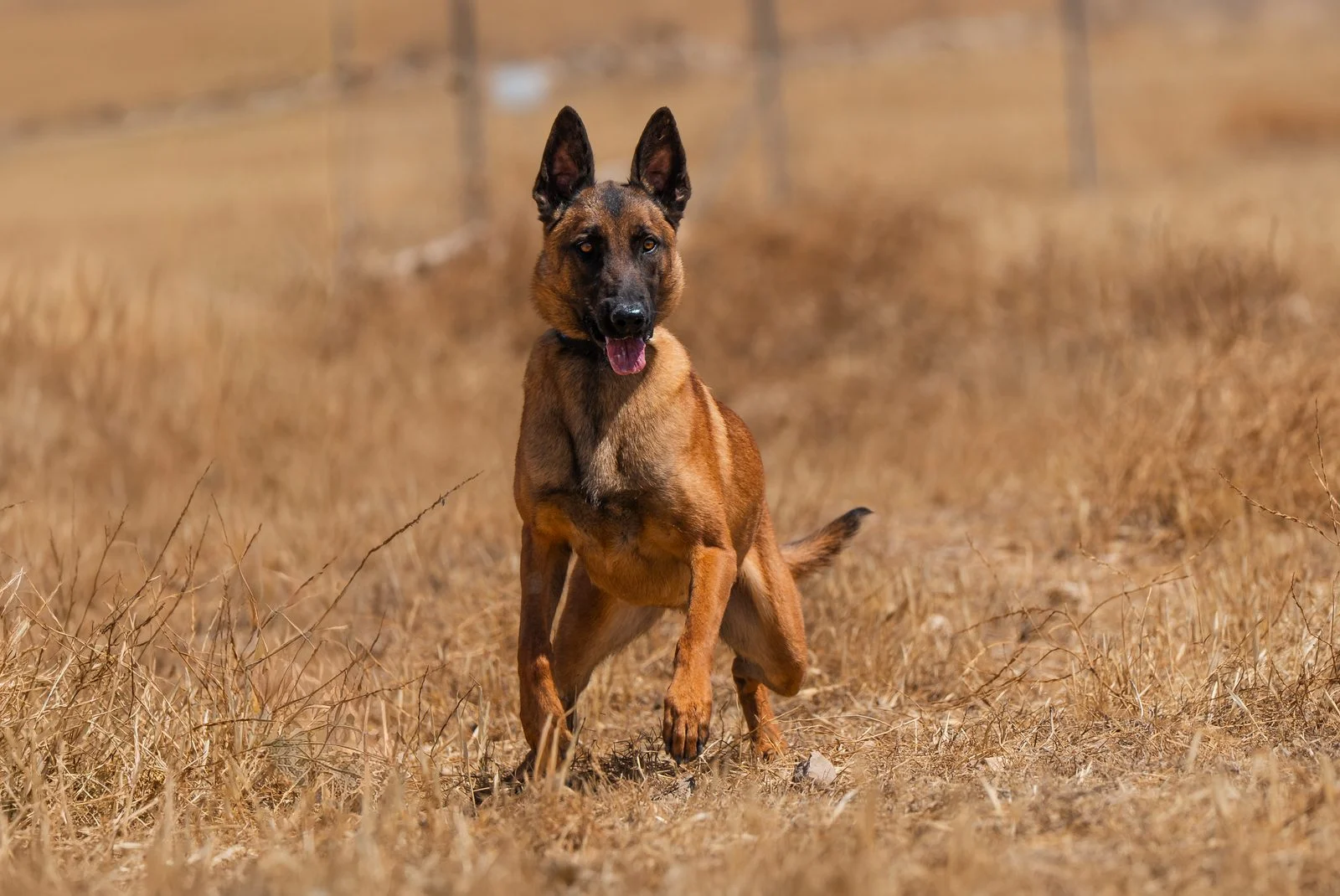 Belgian Malinois Protection Dog For Sale Rouge