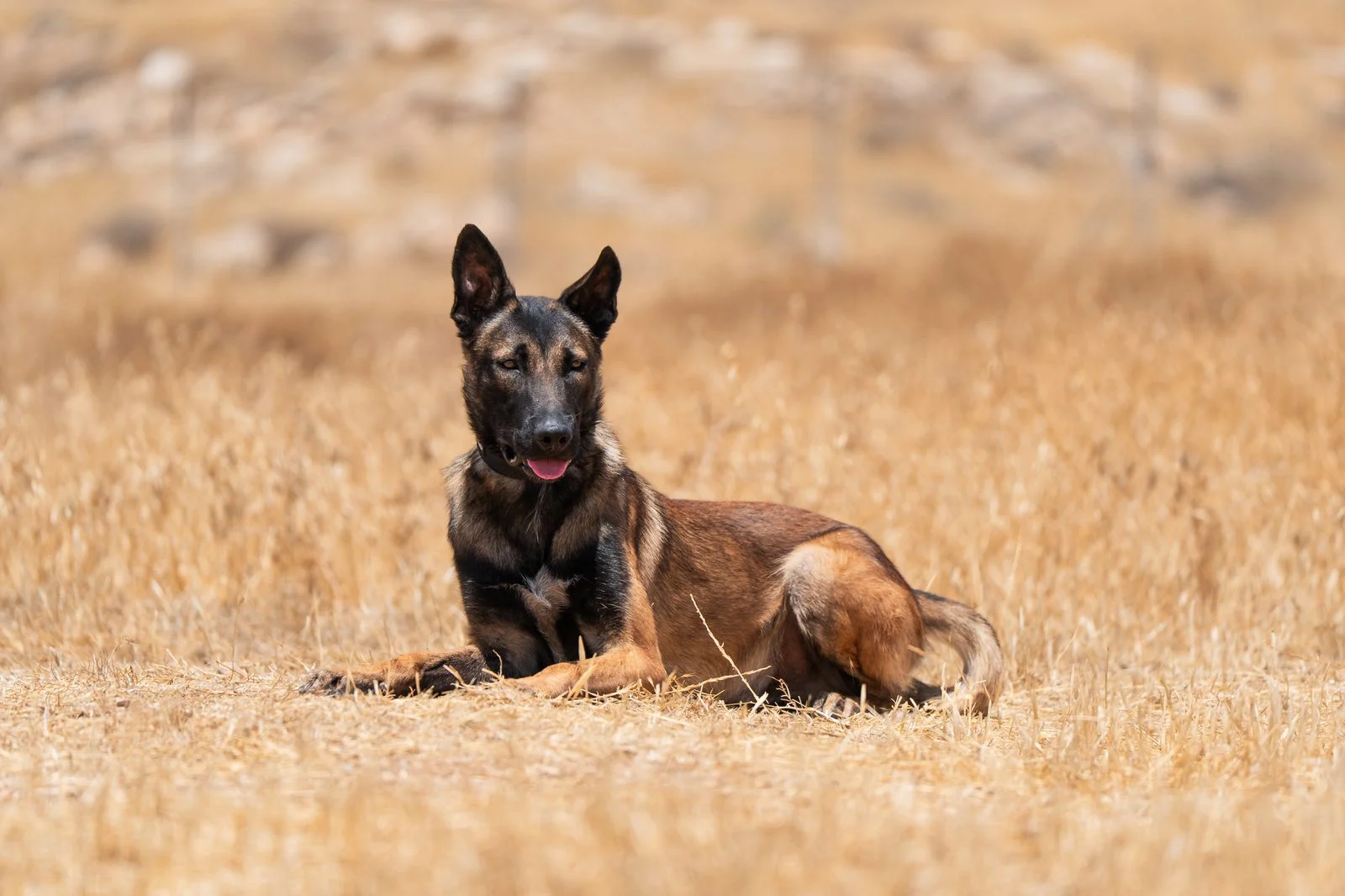 Belgian Malinois Protection Dog For Sale Zagan