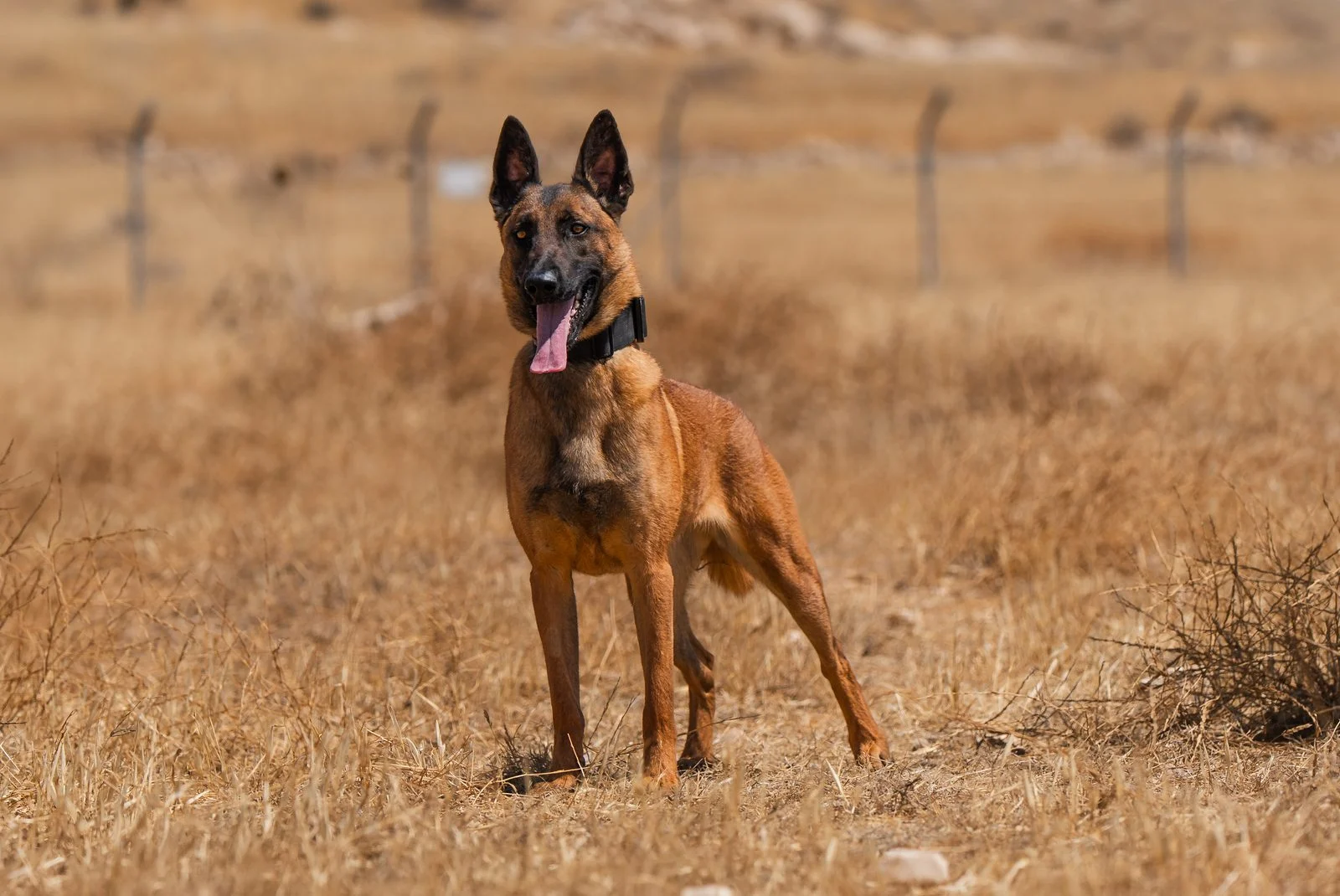 Executive Protection Dog Rouge Belgian Malinois