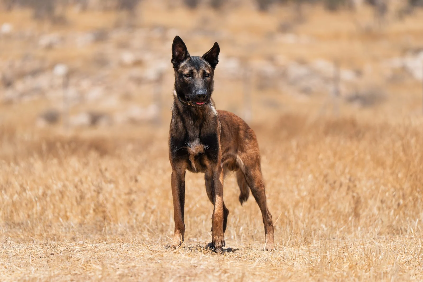 Executive Protection Dog Zagan Belgian Malinois