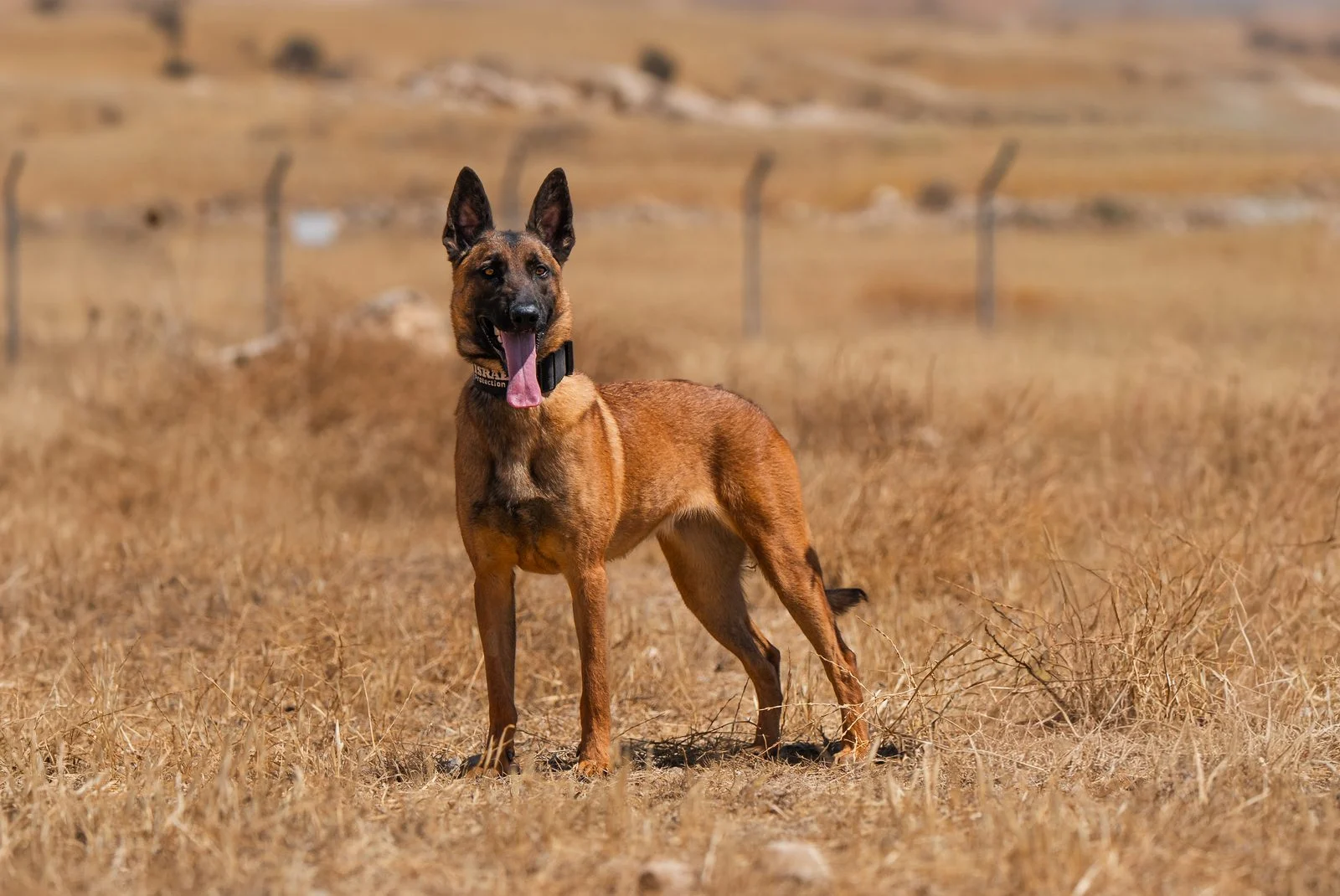 Family Protection Dog Belgian Malinois Rouge
