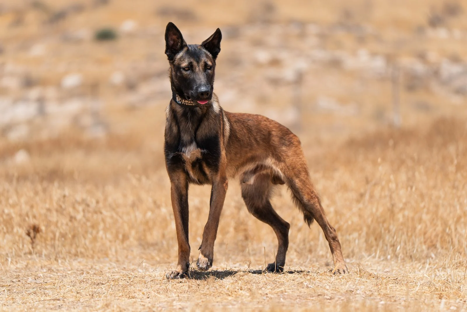 Family Protection Dog Belgian Malinois Zagan