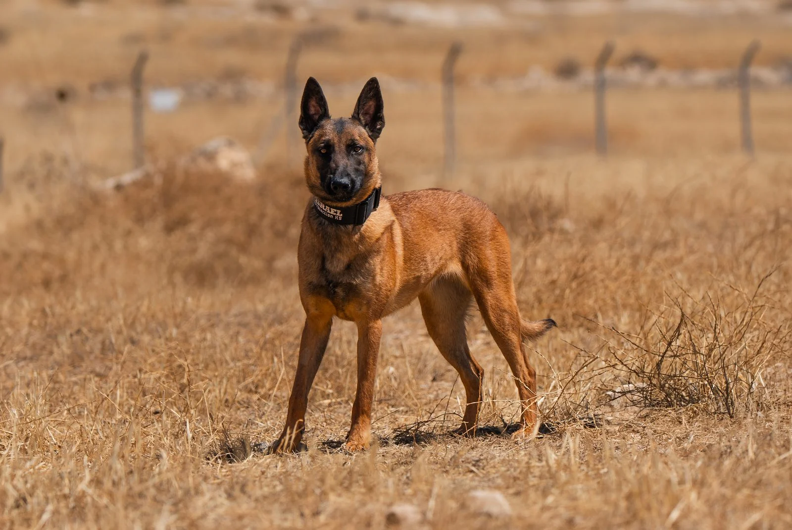 Personal Protection Dog Belgian Malinois Rouge