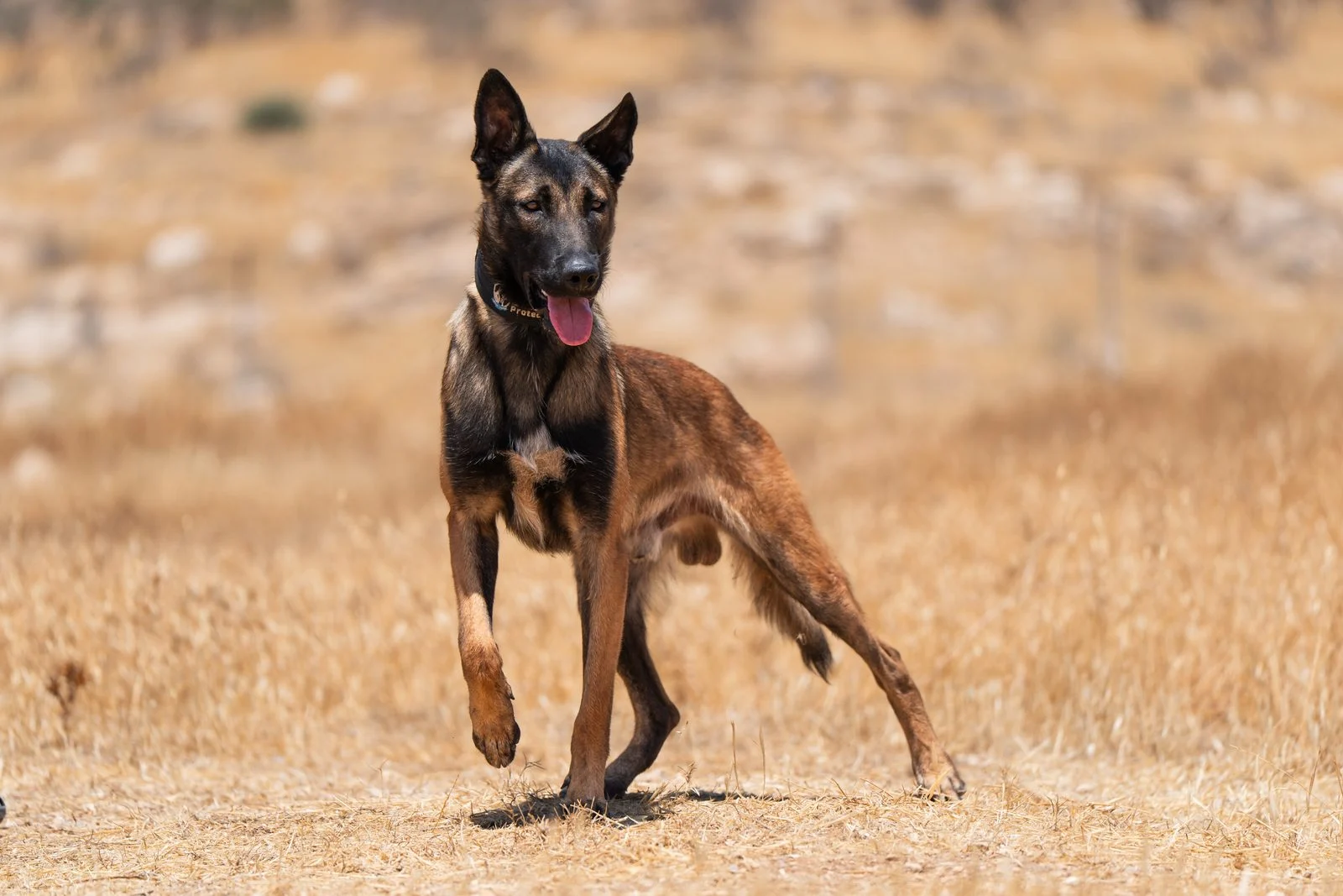 Personal Protection Dog Belgian Malinois Zagan