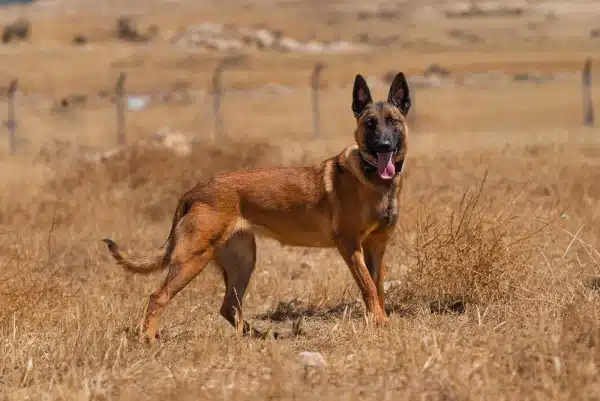 Rouge, a red fawn Belgian Malinois, standing side-on and looking back at the camera, tongue out, in dry grass