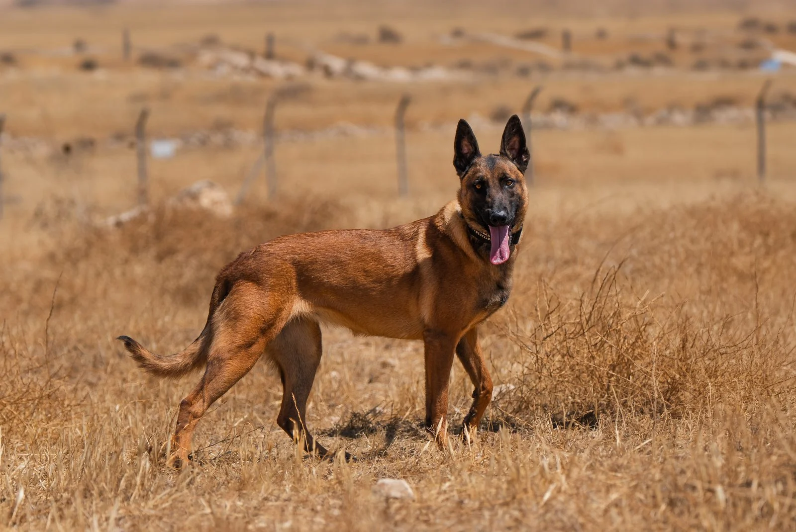 Rouge Trained Belgian Malinois Protection Dog